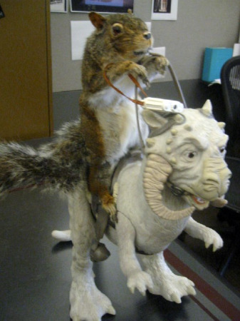 Squirrel_on_a_Tauntaun