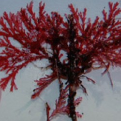 Researcher Names Strange Underwater Flora After Tim Burton