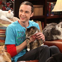 THE BIG BANG THEORY: This Show Has Gone To The… Cats?