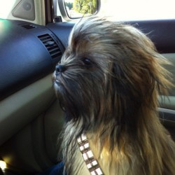 Scifi Mafia’s Pic of the Day: Chewbacca Puppy is Fiercely Adorable