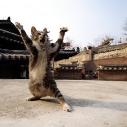 SciFi Mafia’s Pic of the Day: Shaolin Kitty