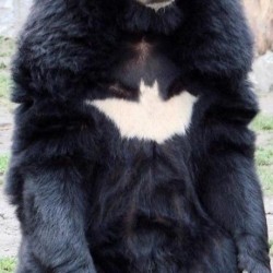 Pic of the Day: Batbear