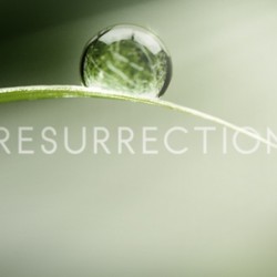 Adding Another Show to Our 2013-14 Calendar – ABC’s RESURRECTION