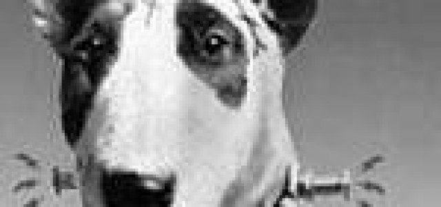 Disney To Remake Tim Burton’s ‘Frankenweenie’