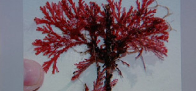 Researcher Names Strange Underwater Flora After Tim Burton