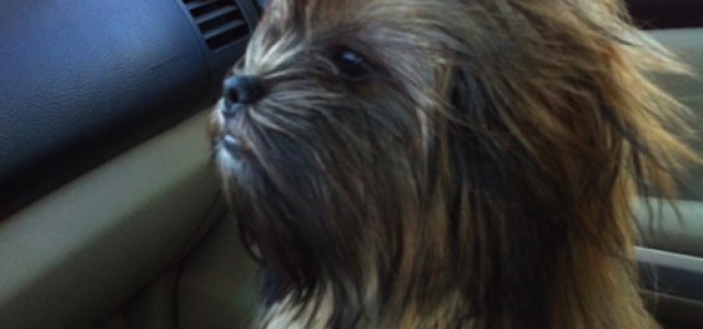 Scifi Mafia’s Pic of the Day: Chewbacca Puppy is Fiercely Adorable