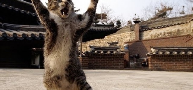 SciFi Mafia’s Pic of the Day: Shaolin Kitty